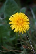 yellow dandelion flowerhead