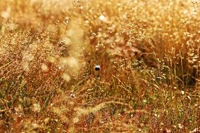 yellow Grass with ripe seeds and wildflowers on Meadow