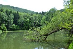 green forest lake