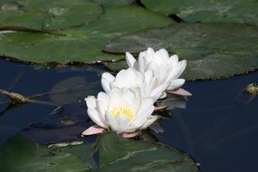 white Water Lily Pond