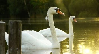 two white swans in a park lake