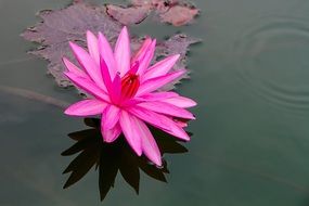 pink lotus blooming