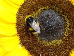 Hummel on the beautiful blooming sun flower