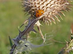 ladybug on the thistle spikes close-up on blurred background