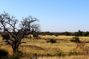 trees and bushes in the wild africa