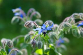 blue flowers on a green plant on a blurred background