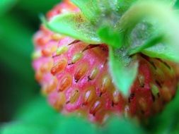 red strawberries on a green bush in the garden