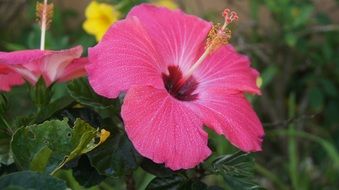 captivating Flower Hibiscus