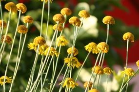 yellow flowers on long stems under the bright sun