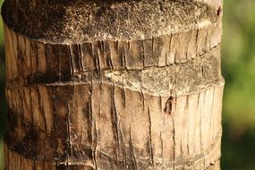 Trunk of the wood close-up on blurred background