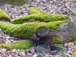 closeup view of green moss among dry foliage in the forest