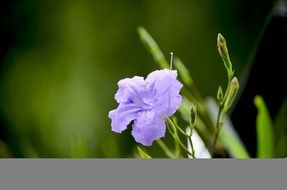 Purple Flowers Nice The Morning