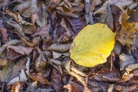 stunningly beautiful Leaves