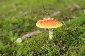 mushroom on green moss closeup