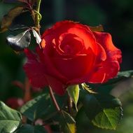 stunningly beautiful Rose Red Flower