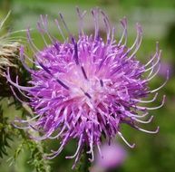 macro photo of blooming purple wild thistle