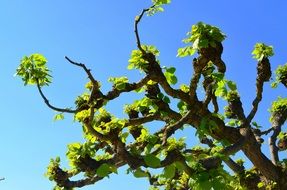 tree foliage in springtime