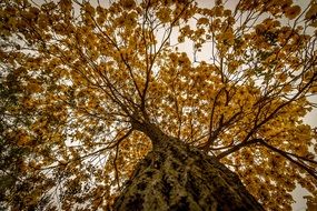 yellow crown tree