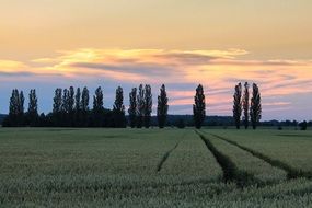 sunset in the clouds above poplars among the rural landscape