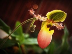 pink yellow Flower Orchid Tropical plant
