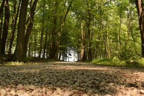 Beautiful forest in Ohio