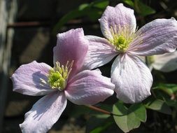 two pink Clematis flowers close up