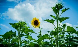 Nature Sunflowers