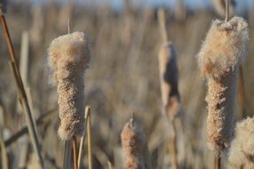 cane seeds close up
