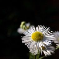 flower blossom on the black background