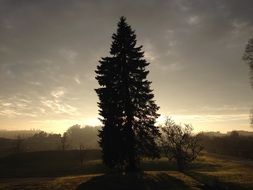 tall tree at dusk at sunset