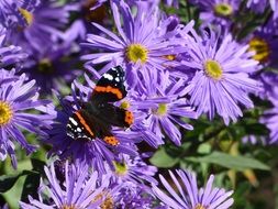 blue flowers like daisies