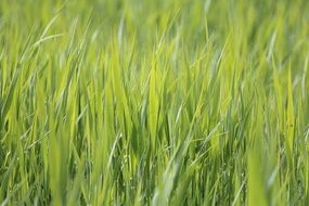 fresh green Grass in Meadow Close