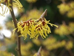 branch of witch hazel closeup