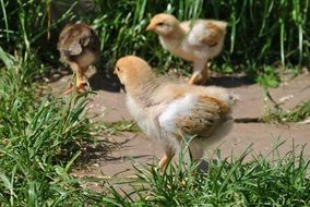 stunningly beautiful Chickens