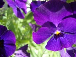 Natural Purple blossoms