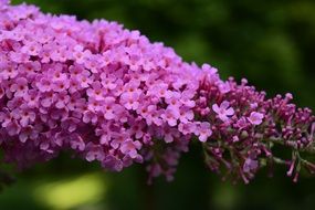 lilac as an ornamental shrub