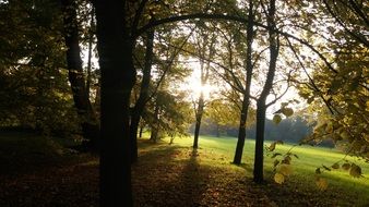sun rays in autumn forest lanscape