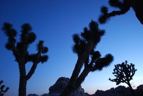 Nature Joshua Tree in National Park