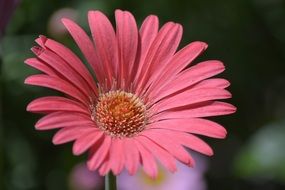 beautiful Pink Daisy at blurred background
