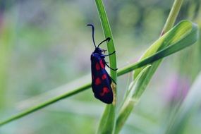 macro photo of black beetle in red dots on the blade of grass