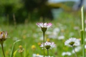Close-up of beautiful white and purple daisies