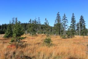 forest on the giant mountain