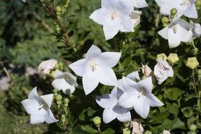 Chinese Bellflower close-up