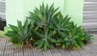 green plant on the sidewalk closeup