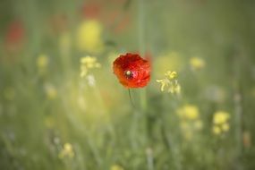 red poppy on a green blurred photo