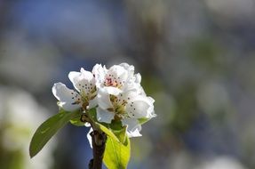 stunningly beautiful New York flower