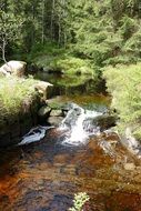 stream among stones and trees in the forest