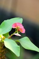 summer flower among large green leaves