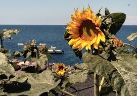 yellow sunflower on the beach