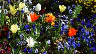 Beautiful blooming spring flowers